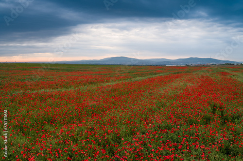 beautiful red poppy field with cloudy sky