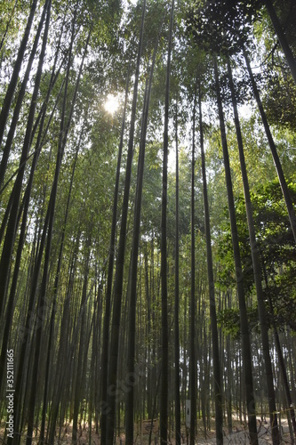 あたり一面竹林に囲まれてヒーリング 嵐山（京都）