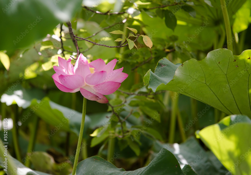lotus bloom  purity of heart