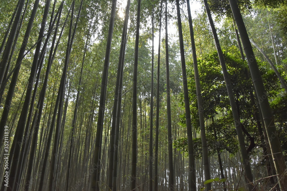 あたり一面竹林に囲まれてヒーリング 嵐山(京都) あたり一面竹林に囲まれてヒーリング 嵐山(京都)