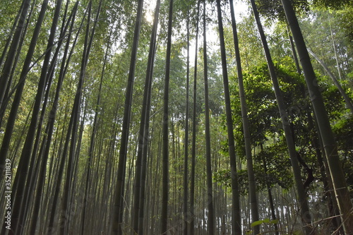 あたり一面竹林に囲まれてヒーリング 嵐山（京都）
