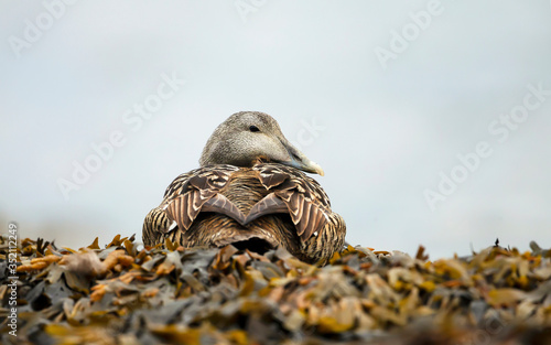Close-up of a female common eider in seaweed