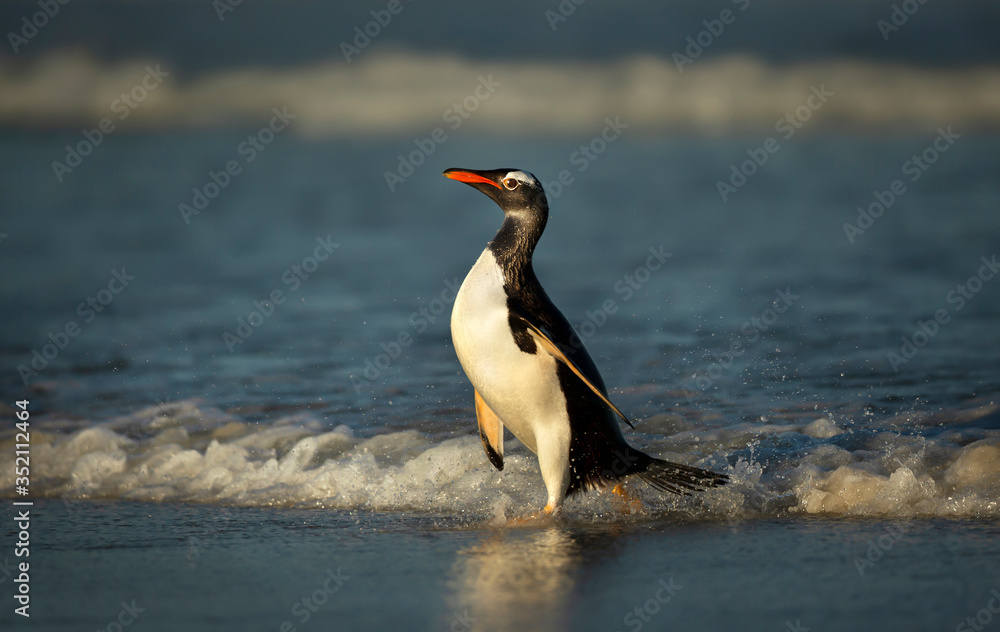 Obraz premium Gentoo penguin coming ashore from Atlantic ocean