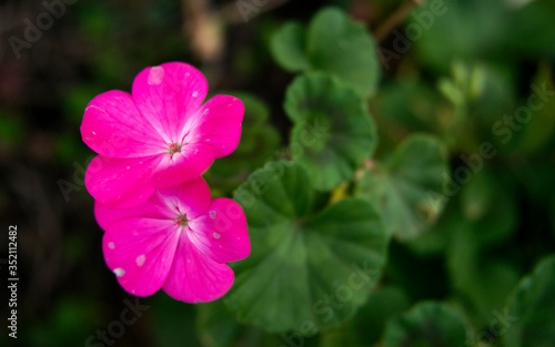 A duo of bright pink Malva flowers