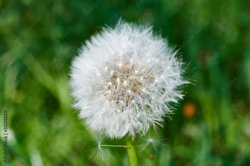 Big white dandelion macro image. Nature background.