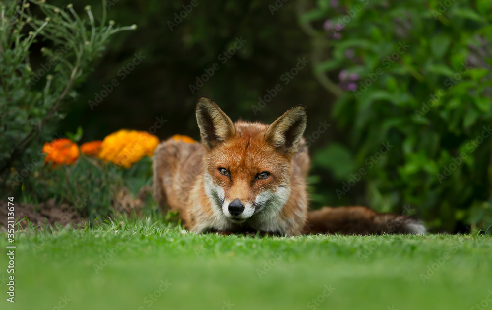 Red fox lying on the grass in the back garden Red fox lying on the grass in the back garden