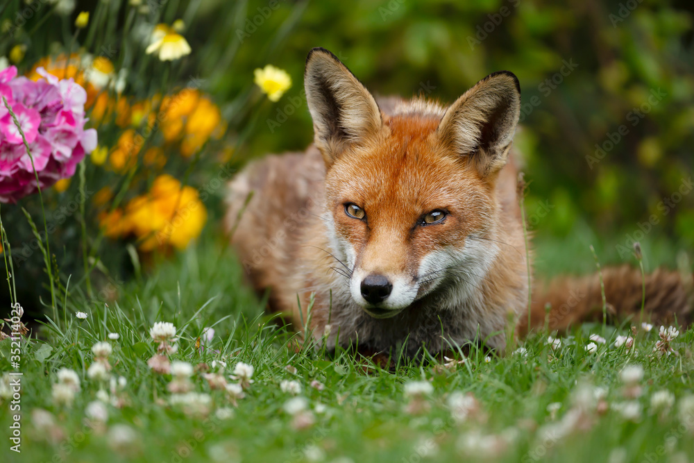 Red fox lying on the grass in the back garden