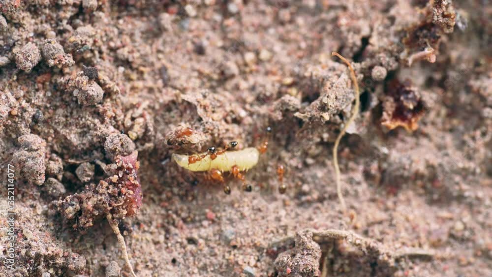 ants are helping to transport the worms for food. ants are helping to transport the worms for food.