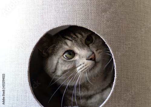 キャットタワーから覗く猫 サバトラ猫 Stock Photo  Adobe Stock