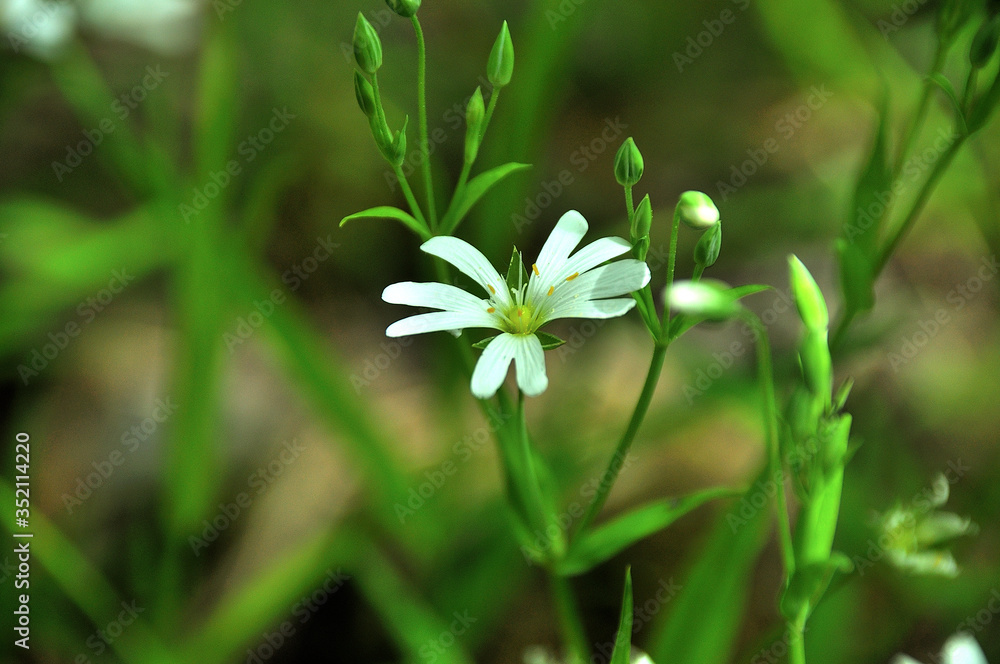Obraz premium My observations of nature in the spring time period
