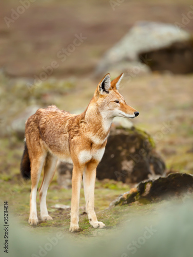 Rare and endangered Ethiopian wolf in the highlands