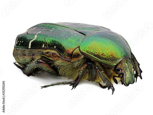 green rose chafer, cetonia aurata, beetle isolated on white background, detail macro shot, close up