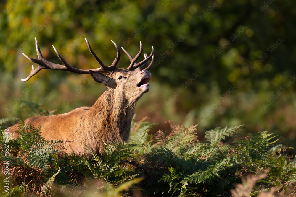 Fototapeta Red deer stag calling during rutting season in autumn