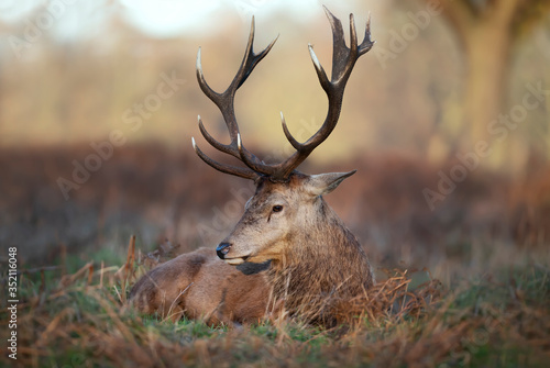 Close-up of a red deer stag lying on grass © giedriius