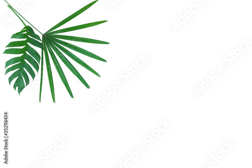Tropical leaves foliage plant jungle bush floral arrangement nature backdrop isolated on white background, clipping path included