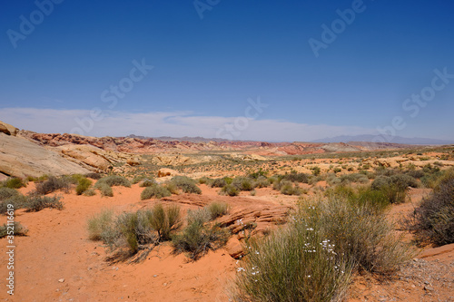 Valokuvatapetti Wildflowers bloom in the arid but colorful Nevada desert