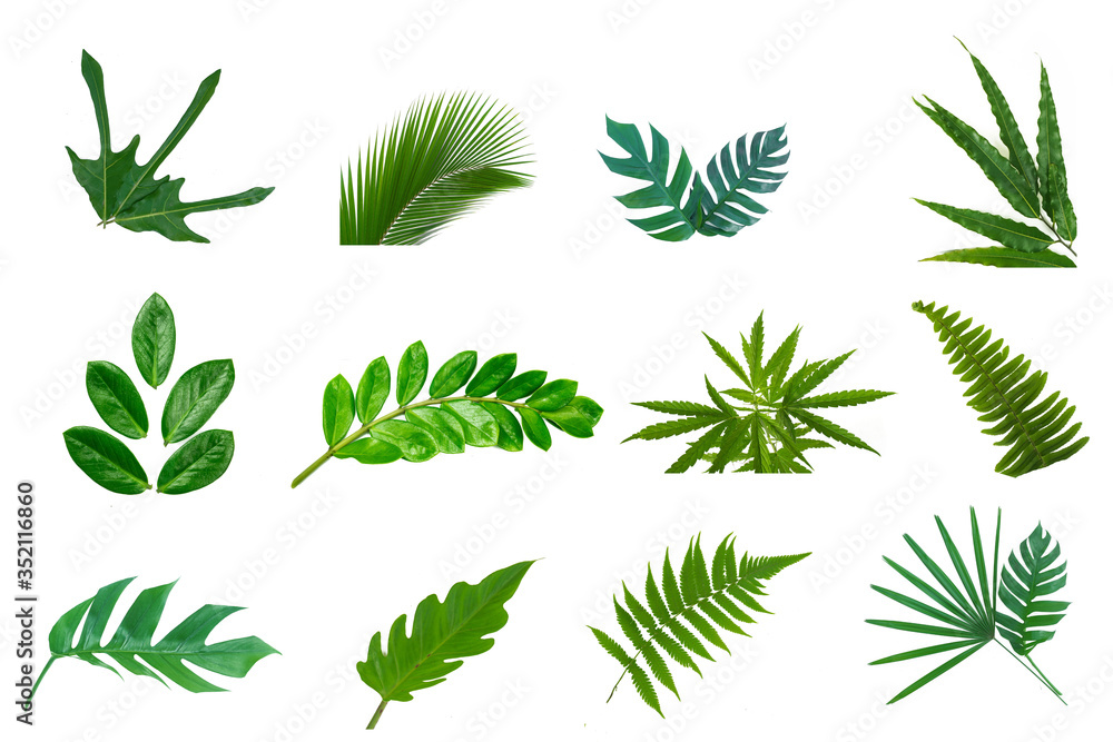 real tree Leaves set collection photo in isolated on white background with clipping path