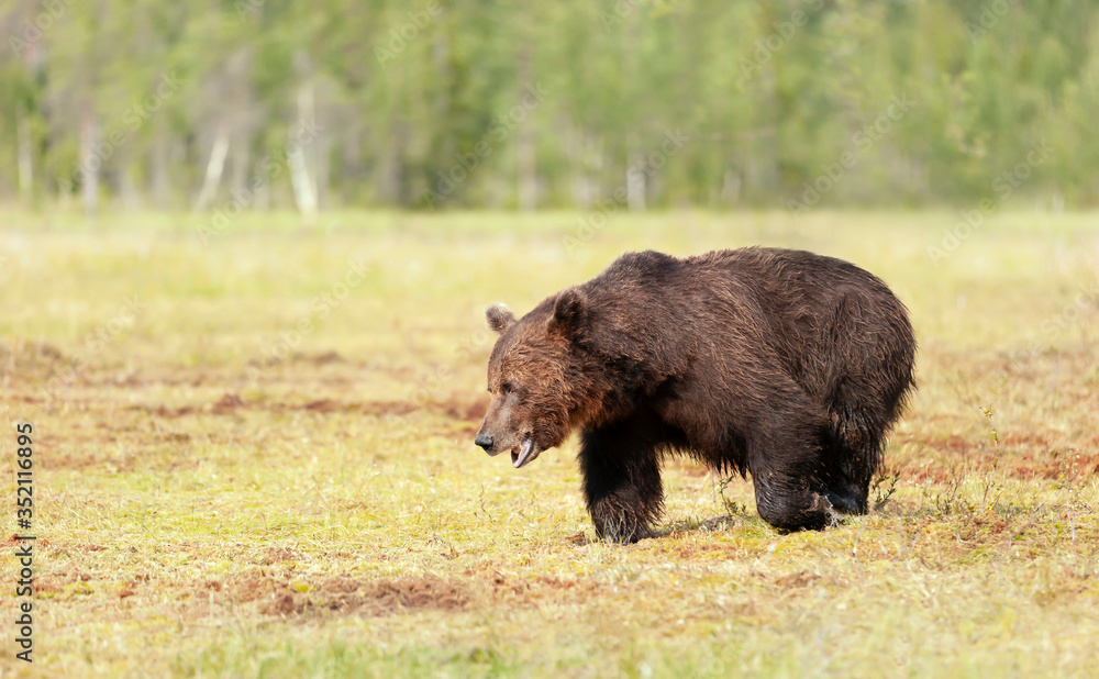 Brown bear male crossing a swamp in summer Brown bear male crossing a swamp in summer