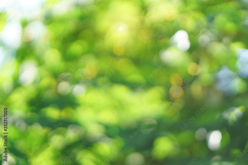 Obraz premium Green bokeh abstract light background