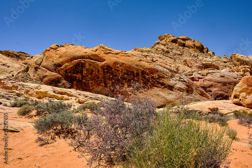 Slika na platnu Wildflowers bloom in the arid but colorful Nevada desert