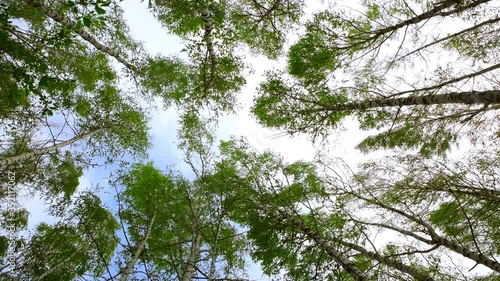 Tops of birches with green leaves sway from a strong wind. Trees against the sky, bottom view. Hurricane wind in a grove, bad weather. 4K video.