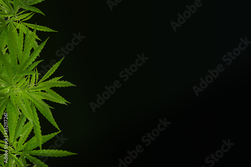 Cannabis leaves on a blurred green background