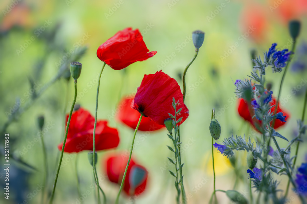 Fototapeta premium Champ de coquelicots en été