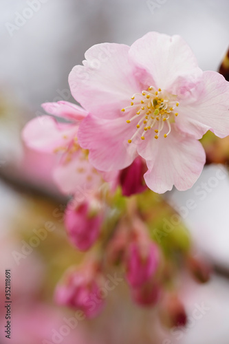 河津桜の花 © ykimura65