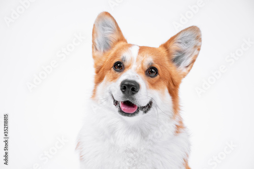 Fotografie portrait obedient dog (puppy) breed welsh corgi pembroke smiling with tongue on
