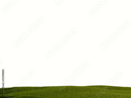 Fotografie green grass isolated on white - pasto verde con fondo blanco - cesped con fondo blanco