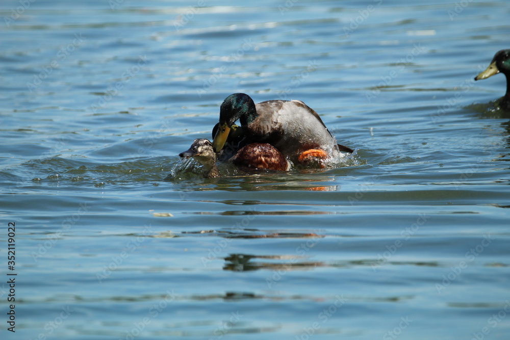Fototapeta premium A pair of mating mallard ducks