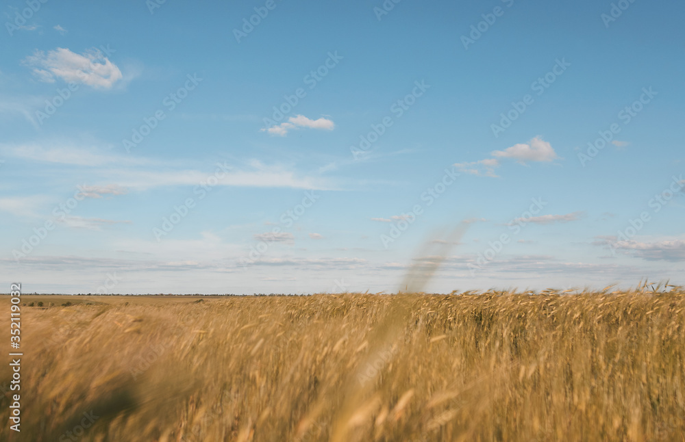 Obraz premium wheat field during summer with blue sky above