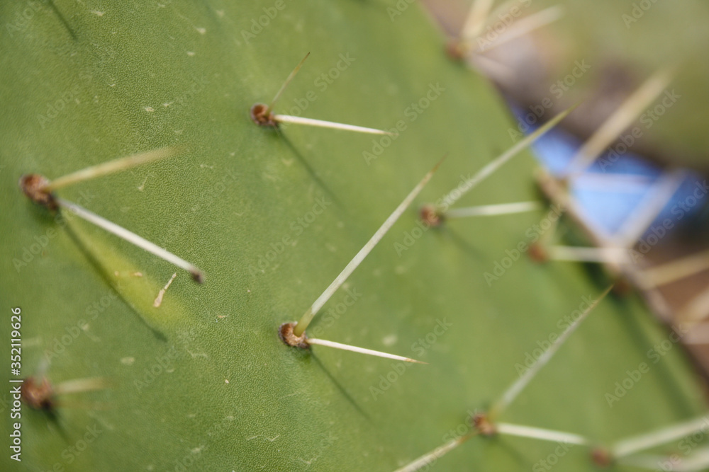 Close-up of the spikes of a cactus close up. Horizontal image Close-up of the spikes of a cactus close up. Horizontal image