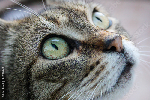 Close-up of a cat's eyes looking up. Horizontal image.