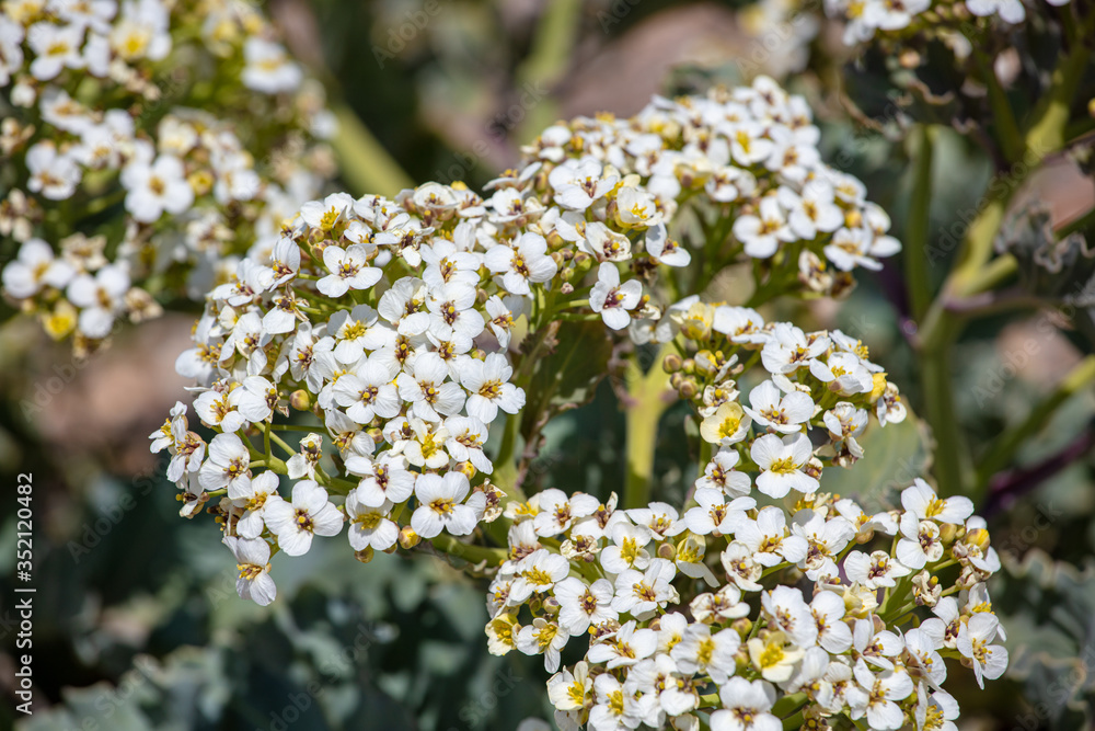 Sea Kale Growing by the Sea Sea Kale Growing by the Sea
