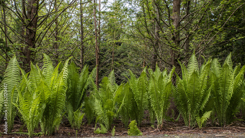 Ferns in a row in the park
