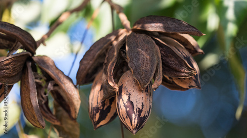 Dried pecan nuts on the tree, autumn in Israel. photo