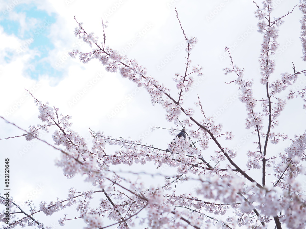桜の花とひよどり