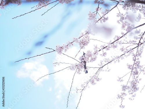 桜の花とひよどり