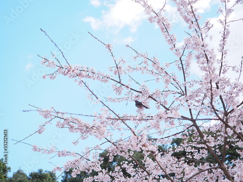 桜の花とひよどり