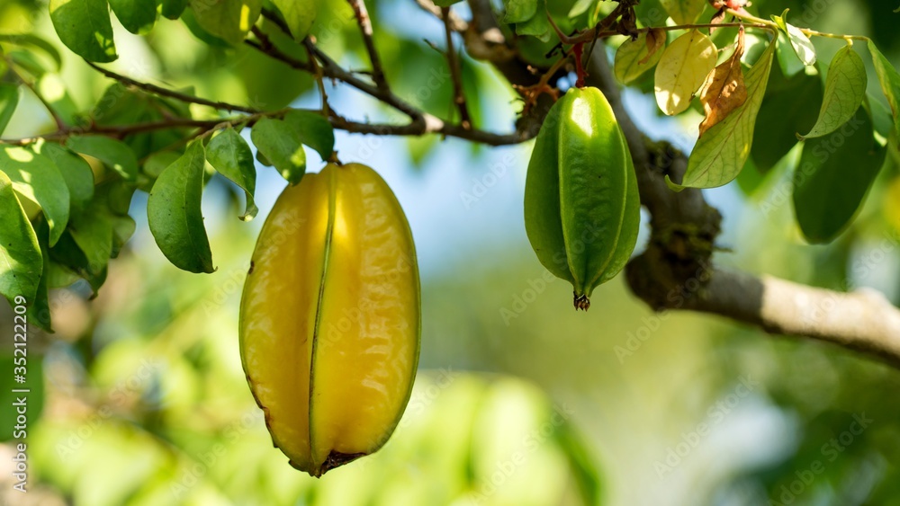 Obraz premium Close-up of Carambola starfruit growing on branch with green leaves, Israel.