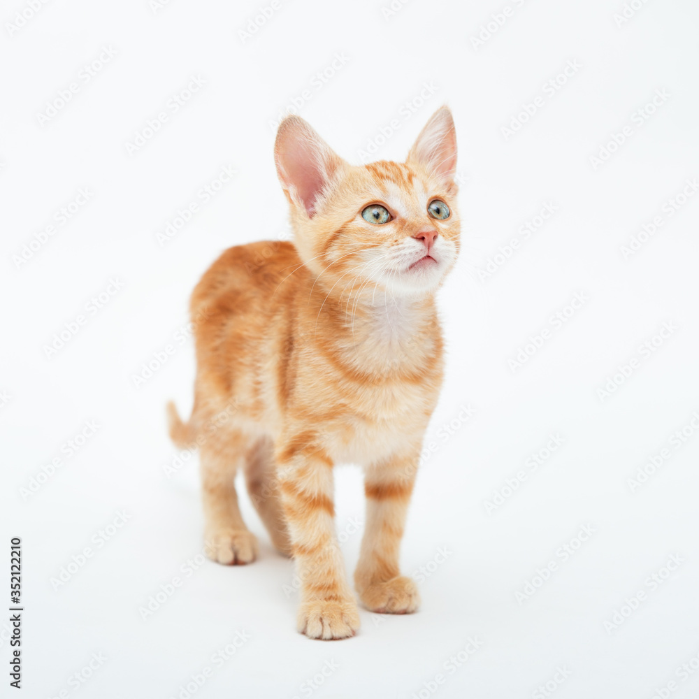 Red striped kitten plays, isolated on white background. Adorable tabby baby cat. Animal. Cute young pet. Red striped kitten plays, isolated on white background. Adorable tabby baby cat. Animal. Cute young pet.