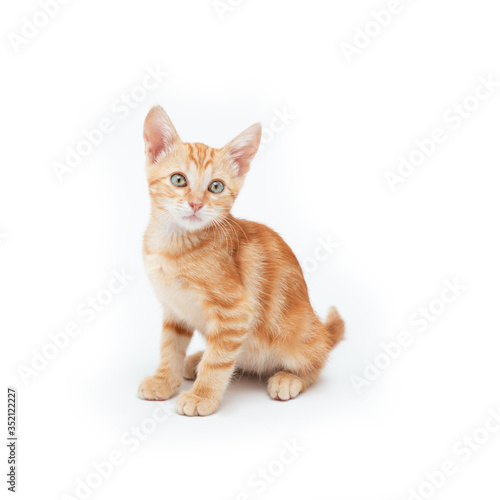 Red striped kitten plays, isolated on white background. Adorable tabby baby cat. Animal. Cute young pet.