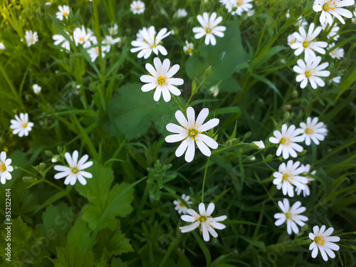 little white flowers on a green meadow