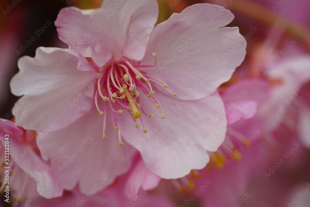 河津桜の花 河津桜の花