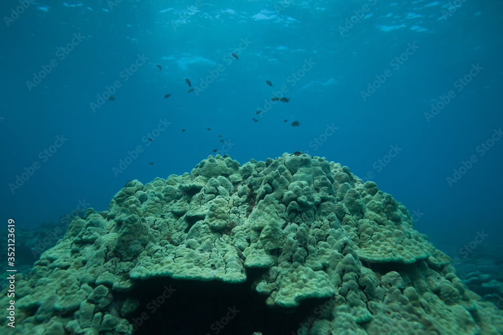 Fototapeta premium Underwater Coral Reef in Hawaii