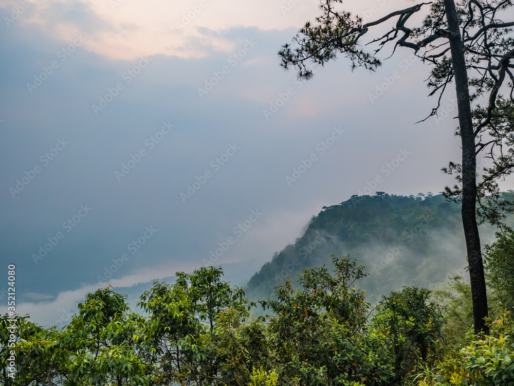 Obraz premium Beautiful sunrise with sea of mist in the early morning on Phu Kradueng mountain national park in Loei City Thailand.Phu Kradueng mountain national park the famous Travel destination