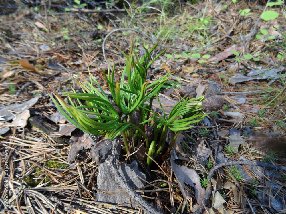young green shoots sprouted from the pine nuts young green shoots sprouted from the pine nuts