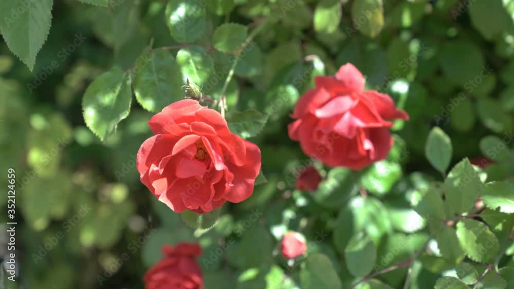 Beautiful bush of red roses in a spring garden. Rose garden. red roses bush. Spring time. Beautiful bush of red roses in a spring garden. Rose garden. red roses bush. Spring time.