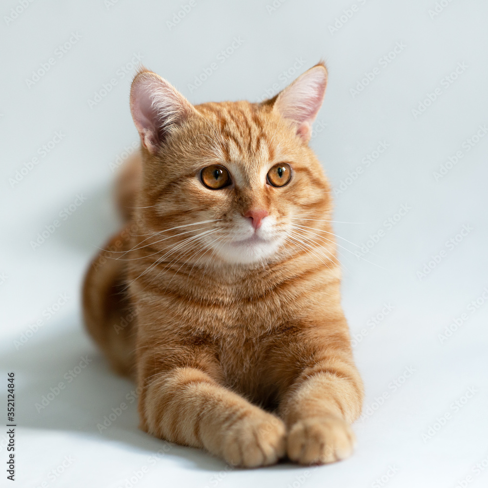 Orange cat. Portrait of tabby ginger cat over white background. Adorable pet posing at studio. Cute domestic animal.